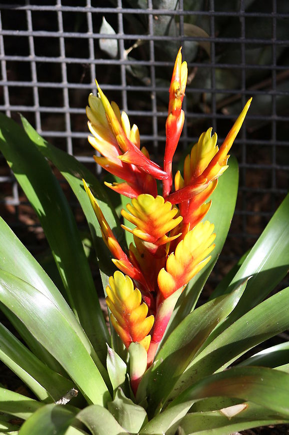 Bromeliad  Vriesea splendens