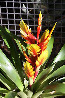 Bromeliad  Vriesea splendens