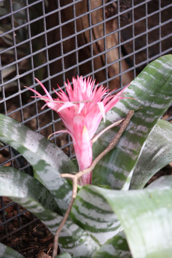 Bromeliad The term Bromeliad is a simplification of the scientific name Bromeliaceae which covers any member of the pineapple family. They come from South America<br />
 Aechmea fasciata