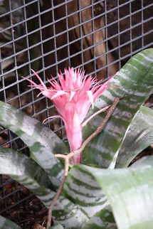 Bromeliad The term Bromeliad is a simplification of the scientific name Bromeliaceae which covers any member of the pineapple family. They come from South America
 Aechmea fasciata