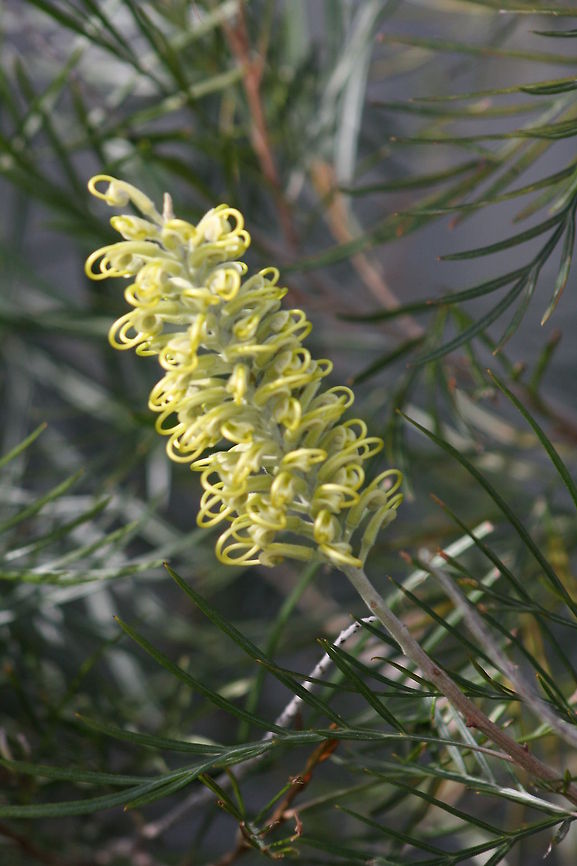 Grevillea Native to Australia, New Guinea, New Caledonia, Indonesia and Sulawesi.  Native to rainforest and more open habitat. They are good bird attracting plants