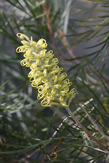 Grevillea Native to Australia, New Guinea, New Caledonia, Indonesia and Sulawesi.  Native to rainforest and more open habitat. They are good bird attracting plants