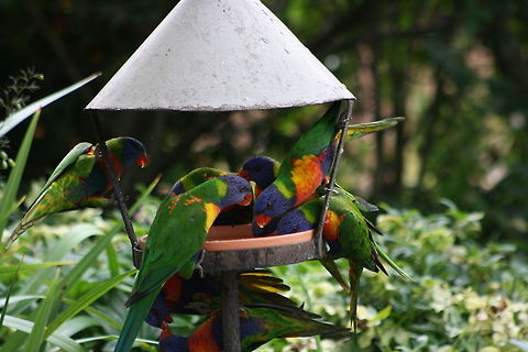Rainbow Lorikeets  Australia,Rainbow Lorikeet,Rainbow lorikeet,Trichoglossus haematodus,Trichoglossus moluccanus