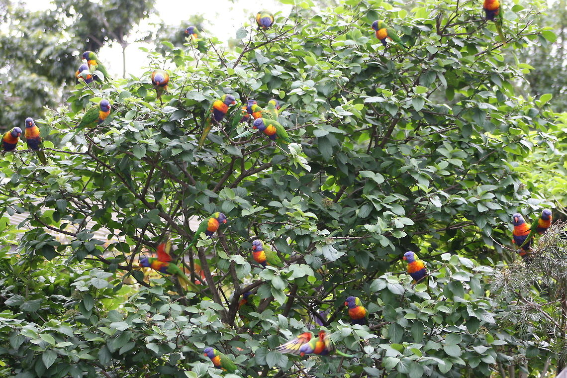 Rainbow Lorikeets  Rainbow Lorikeet,Rainbow lorikeet,Trichoglossus haematodus,Trichoglossus moluccanus
