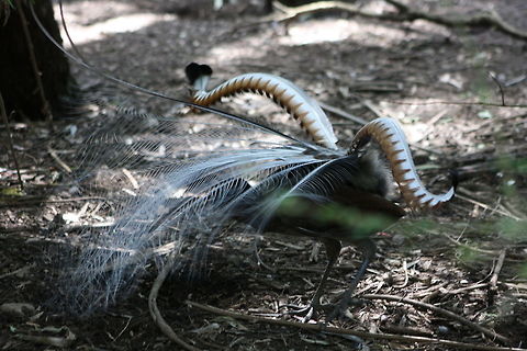 Superb Lyre Bird  Menura novaehollandiae,Superb Lyrebird