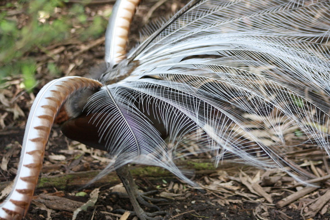 Superb Lyre Bird  Menura novaehollandiae,Superb Lyrebird