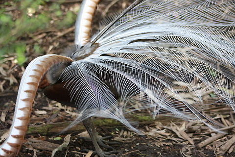 Superb Lyre Bird  Menura novaehollandiae,Superb Lyrebird