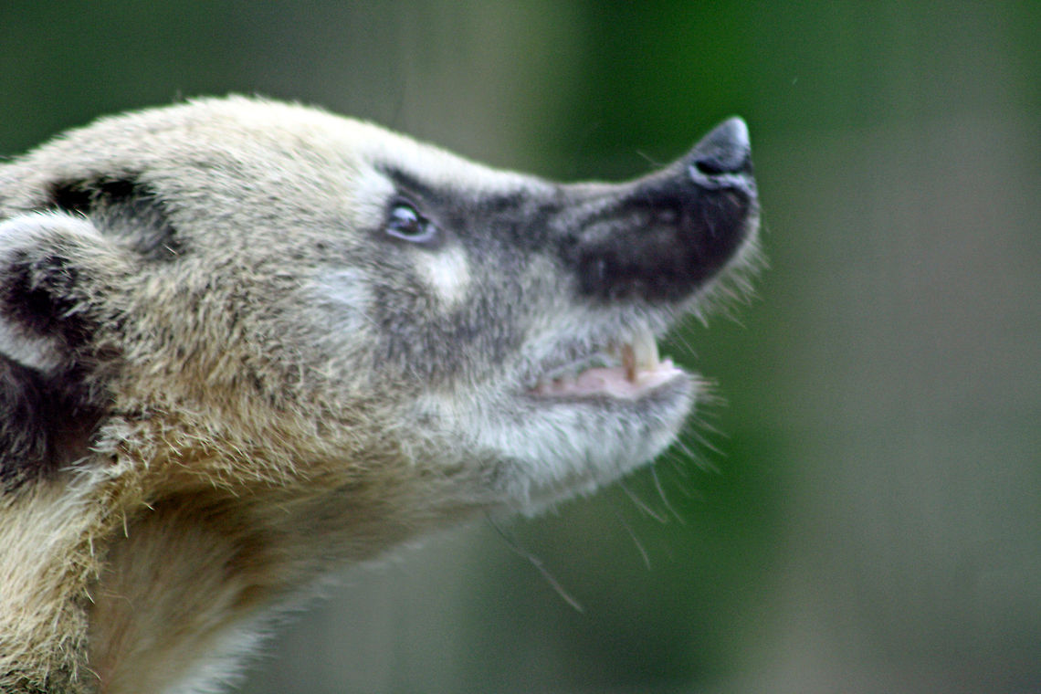 South American Coati  Nasua nasua,South American Coati
