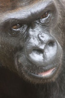 Western Lowland Gorilla  Gorilla gorilla gorilla,Western lowland gorilla