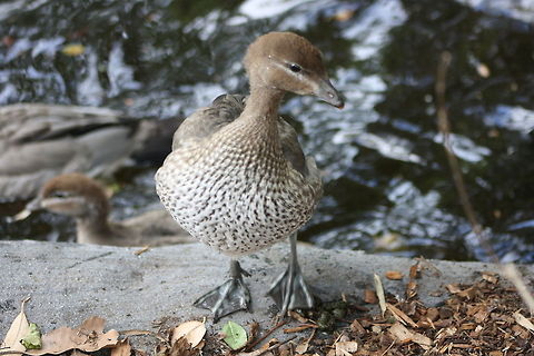 Australian Wood Duck  Australian Wood Duck,Chenonetta jubata