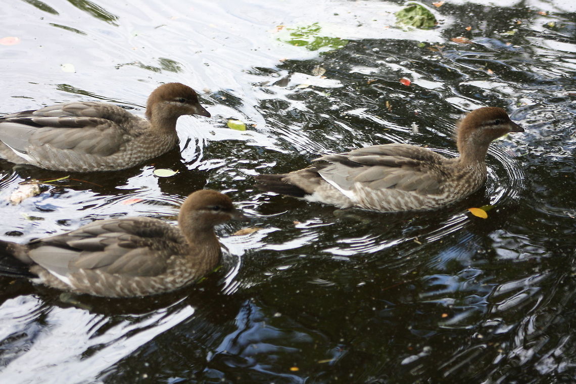 Australian Wood Duck  Australian Wood Duck,Chenonetta jubata