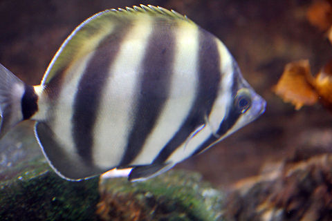 Moonlighter (Tilodar sexfasciatus)  Tilodon sexfasciatus