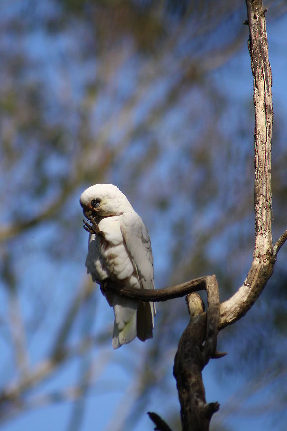 Long-billed Corella  Cacatua tenuirostris,Long-billed Corella