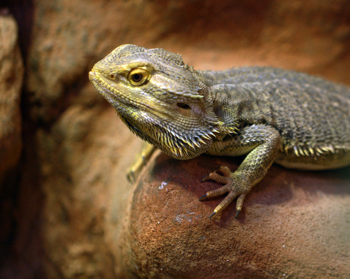 Bearded Dragon  Central bearded dragon,Pogona vitticeps