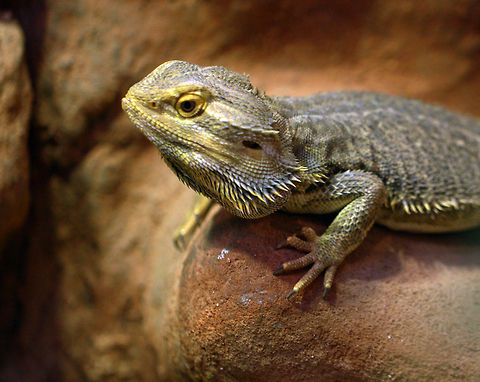 Bearded Dragon  Central bearded dragon,Pogona vitticeps