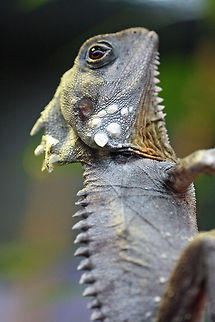 Boyds Forest Dragon  Boyds Forest Dragon,Hypsilurus boydii