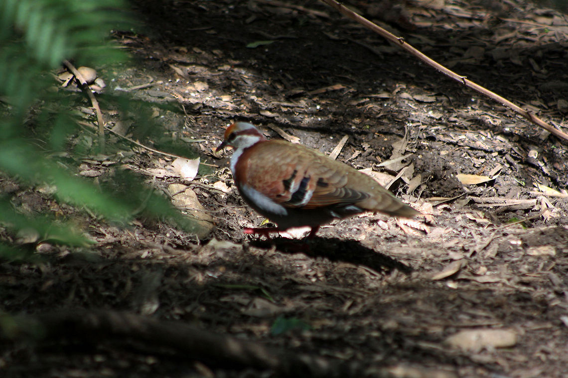 Brush Bronzewing  Brush Bronzewing,Phaps elegans