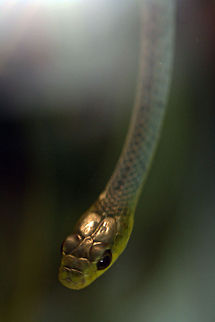 Common Tree Snake  Dendrelaphis punctulata