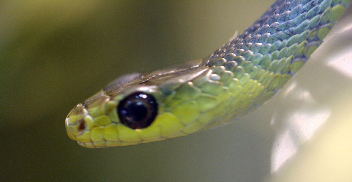 Common Tree Snake  Dendrelaphis punctulata