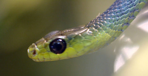 Common Tree Snake  Dendrelaphis punctulata