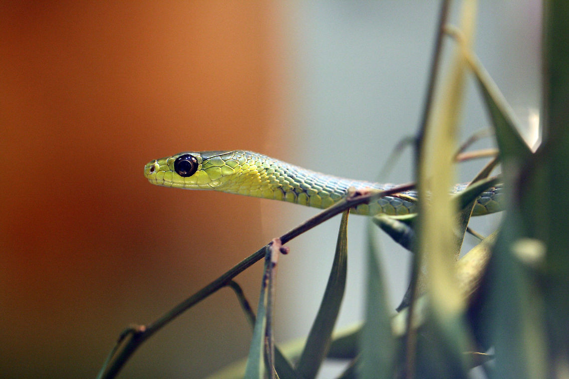 Common Tree Snake  Dendrelaphis punctulata