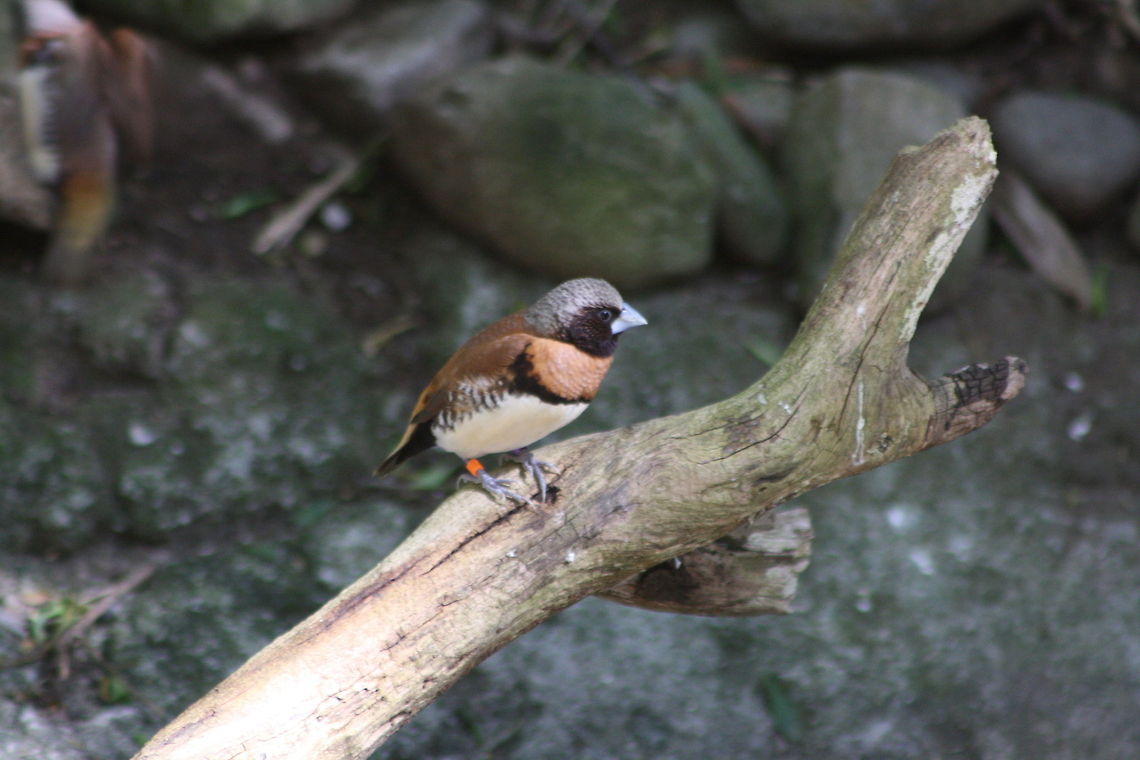 Chestnut-breasted Mannikin  Chestnut-breasted Mannikin,Lonchura castaneothorax