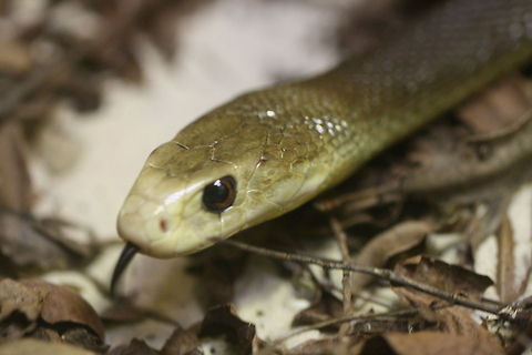 Coastal Taipan  Coastal taipan,Oxyuranus scutellatus