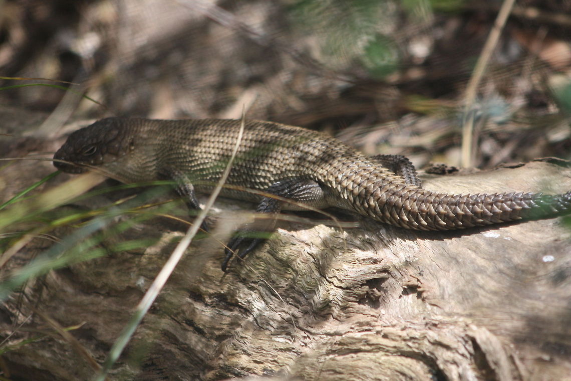 Cunningham Skink  Cunninghams skink,Egernia cunninghami