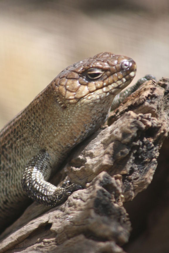 Cunningham Skink They grow to between 25-30cm.  Habitat is around large rock outcrops, sheltering in crevices or under large slabs of rocks.  They eat mainly vegetarian, eat flowers, berries, shoots and leaves. They range from Qld to western Victoria, Australia.  The ridged backward facing scales of the lower body and tail make it difficult for predators to extract the lizard from the rock crevice. Cunninghams skink,Egernia cunninghami
