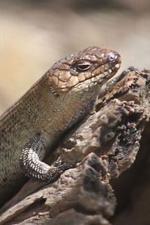 Cunningham Skink They grow to between 25-30cm.  Habitat is around large rock outcrops, sheltering in crevices or under large slabs of rocks.  They eat mainly vegetarian, eat flowers, berries, shoots and leaves. They range from Qld to western Victoria, Australia.  The ridged backward facing scales of the lower body and tail make it difficult for predators to extract the lizard from the rock crevice. Cunninghams skink,Egernia cunninghami