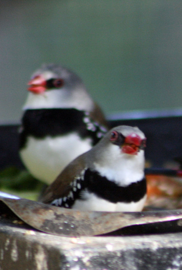 Diamond Firetail  Diamond Firetail,Stagonopleura guttata