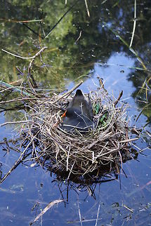 Dusky Moorhen  Dusky Moorhen,Gallinula tenebrosa