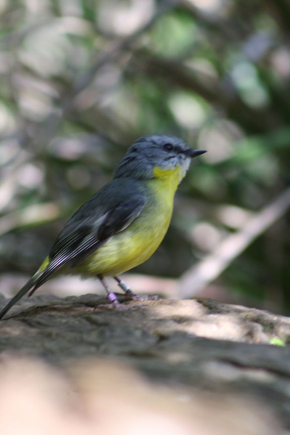 Eastern Yellow Robin  Eastern Yellow Robin,Eopsaltria australis