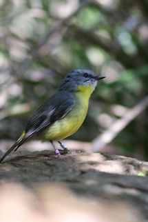 Eastern Yellow Robin  Eastern Yellow Robin,Eopsaltria australis