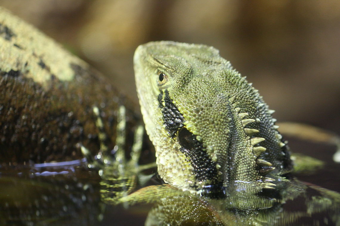 Eastern Water Dragon  Physignathus lesueurii,Water Dragon