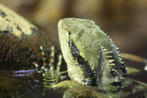 Eastern Water Dragon  Physignathus lesueurii,Water Dragon