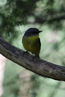 Eastern Yellow Robin  Eastern Yellow Robin,Eopsaltria australis