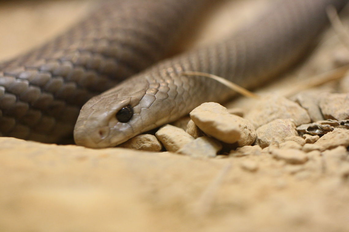 Eastern Brown Snake  Eastern brown snake,Pseudonaja textilis