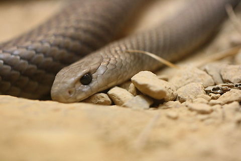 Eastern Brown Snake  Eastern brown snake,Pseudonaja textilis