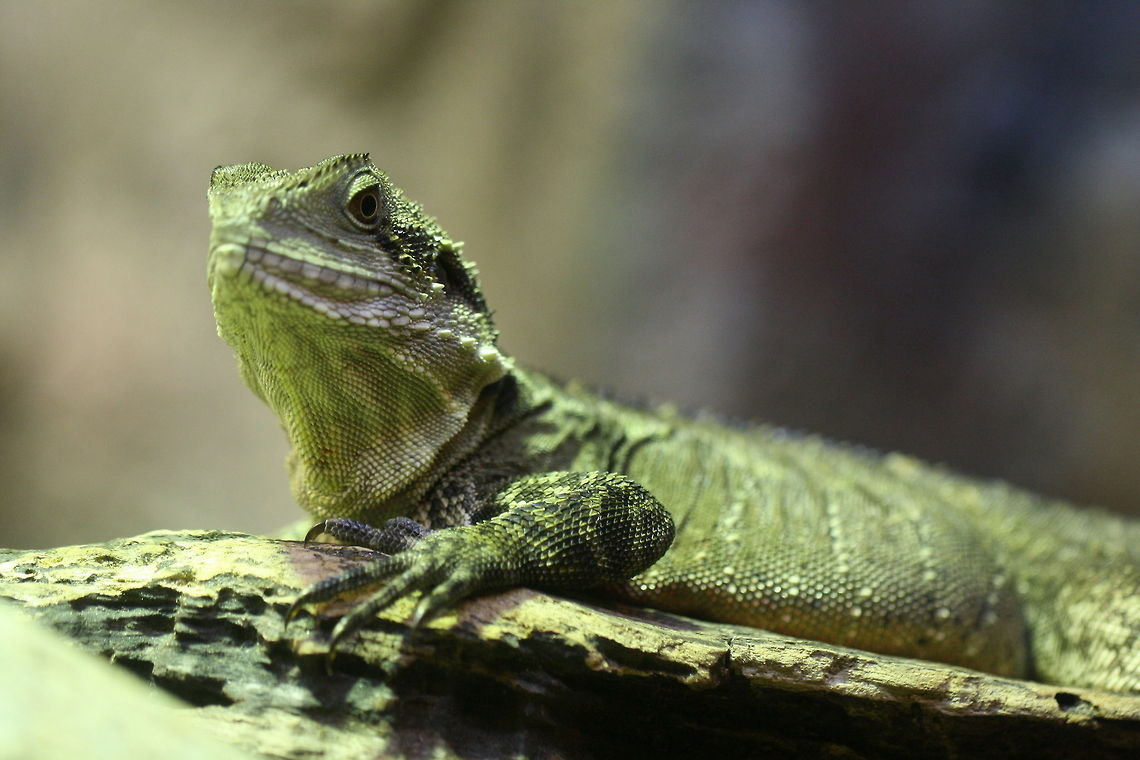 Eastern Water Dragon  Physignathus lesueurii,Water Dragon