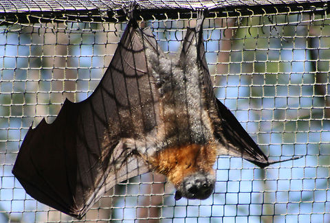 Flying Fox  Grey-headed flying fox,Pteropus poliocephalus
