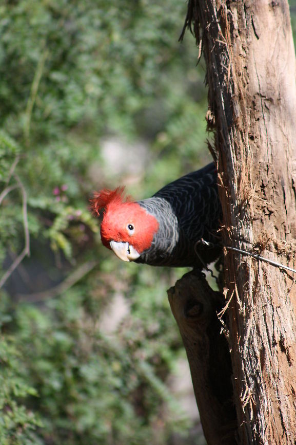 Gang_gang Cockatoo (male)  Callocephalon fimbriatum,Gang-gang Cockatoo