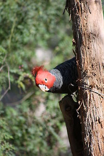 Gang_gang Cockatoo (male)  Callocephalon fimbriatum,Gang-gang Cockatoo