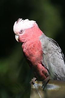 Galah  Eolophus roseicapilla,Galah