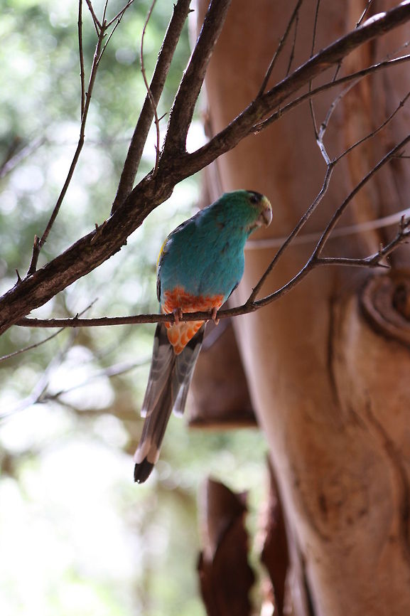 Golden-shouldered Parrot  Golden-shouldered Parrot,Psephotus chrysopterygius
