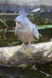 Gang-gang Cockatoo (female)  Callocephalon fimbriatum,Gang-gang Cockatoo