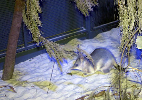Greater Bilby  Greater Bilby,Macrotis lagotis