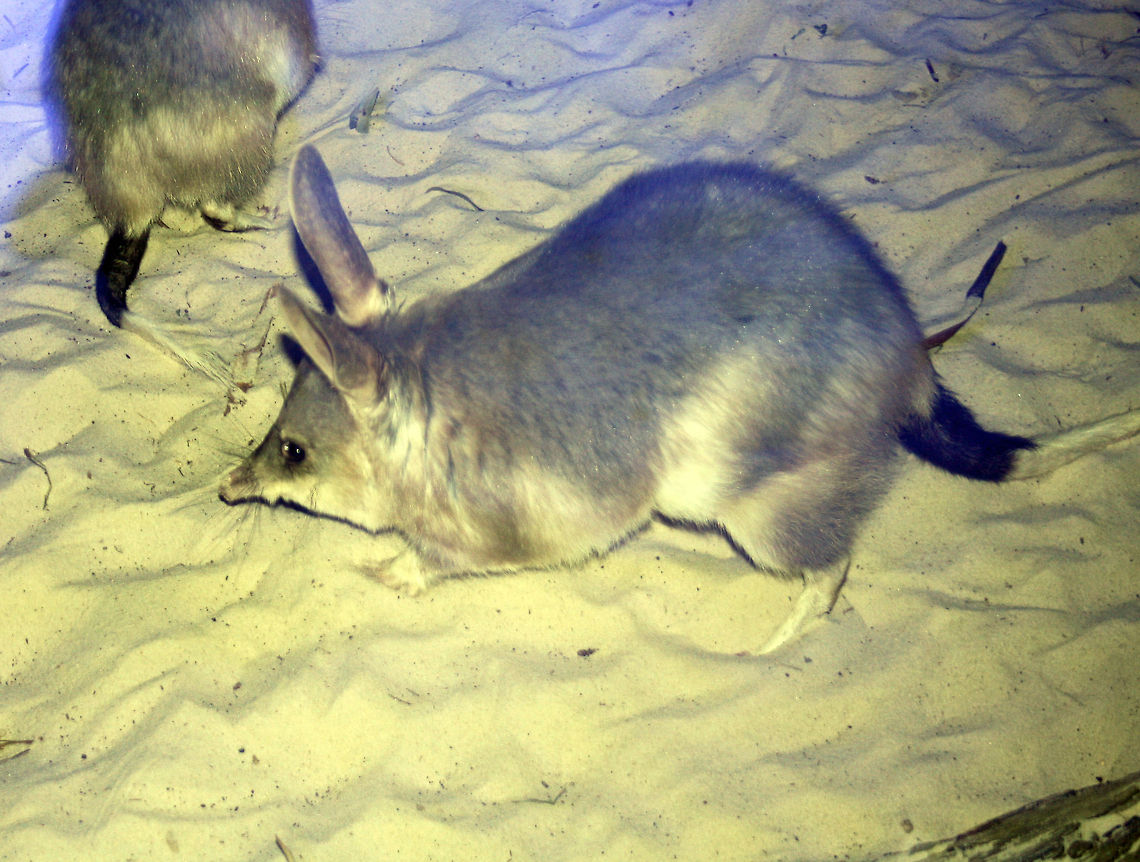 Greater Bilby  Greater Bilby,Macrotis lagotis