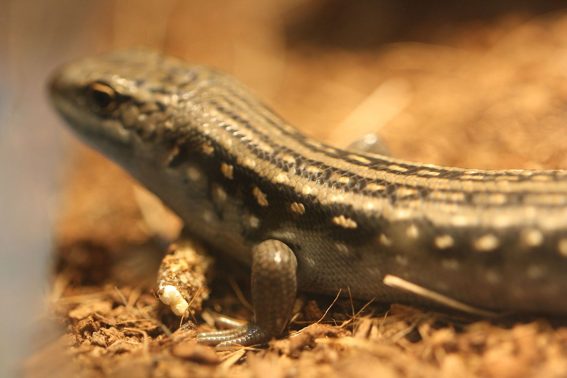 Guthega Skink They live in alpine tussock grasslands, heathlands and snow gum woodlands.  They are only found in one area in Victoria-Bogong High Plains, another population occurs near Mt. Kosciusko in NSW, but these populations have not been connected for millions of years.  They live under rocks. Egernia guthega,Guthega skink
