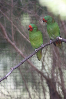 Little Lorikeet  Glossopsitta pusilla,Little Lorikeet